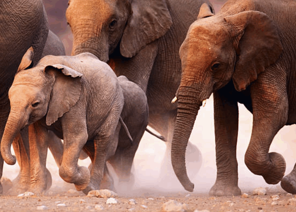 Looking for Unicorns in the Tech Sector